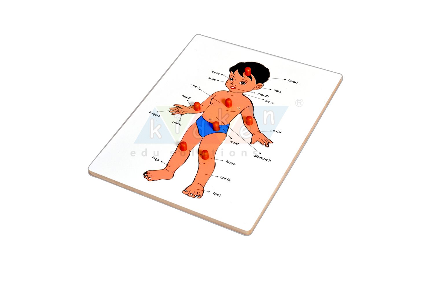 Buy Parts of a Body Puzzle at best price | KidKen Edu Solutions