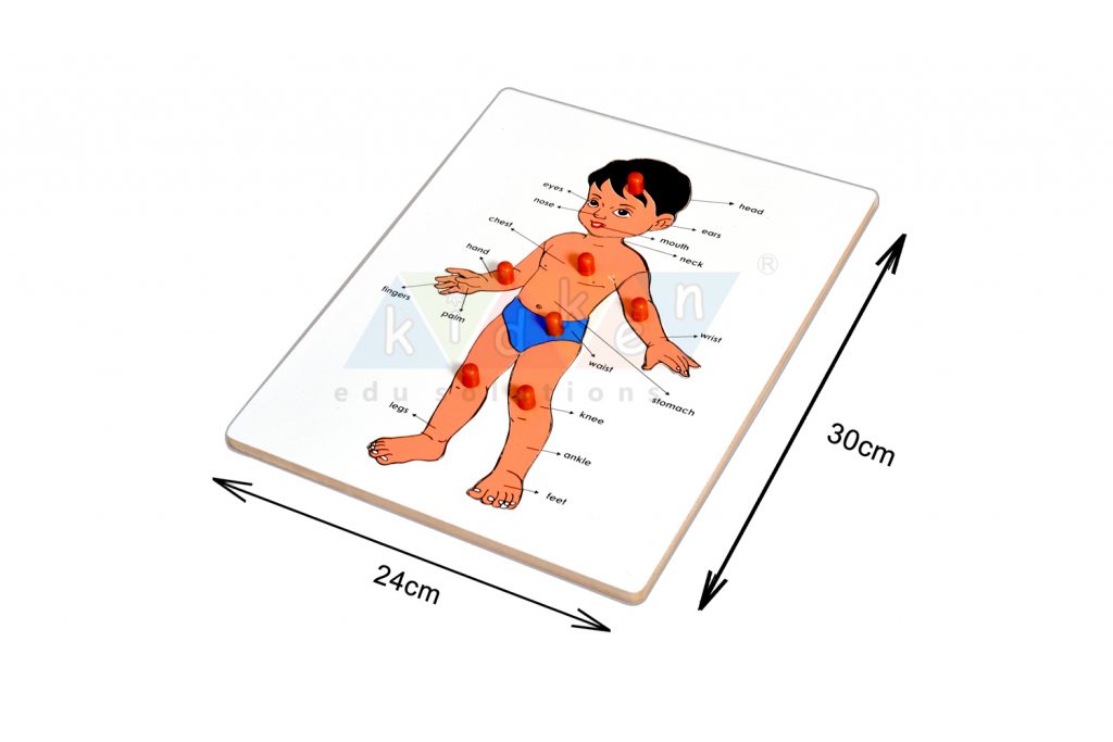 Buy Parts Of A Body Puzzle At Best Price | KidKen Edu Solutions