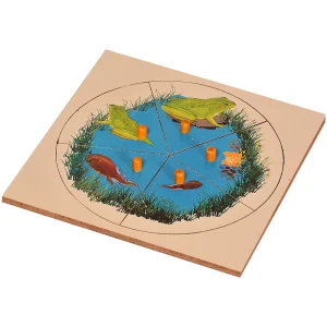 Montessori Evolution Life Story of a Frog Puzzle